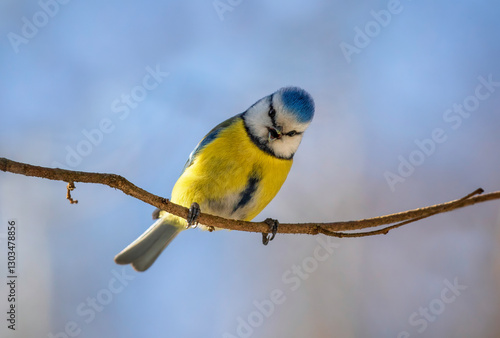 blue tit bird singing in spring park against blue sky