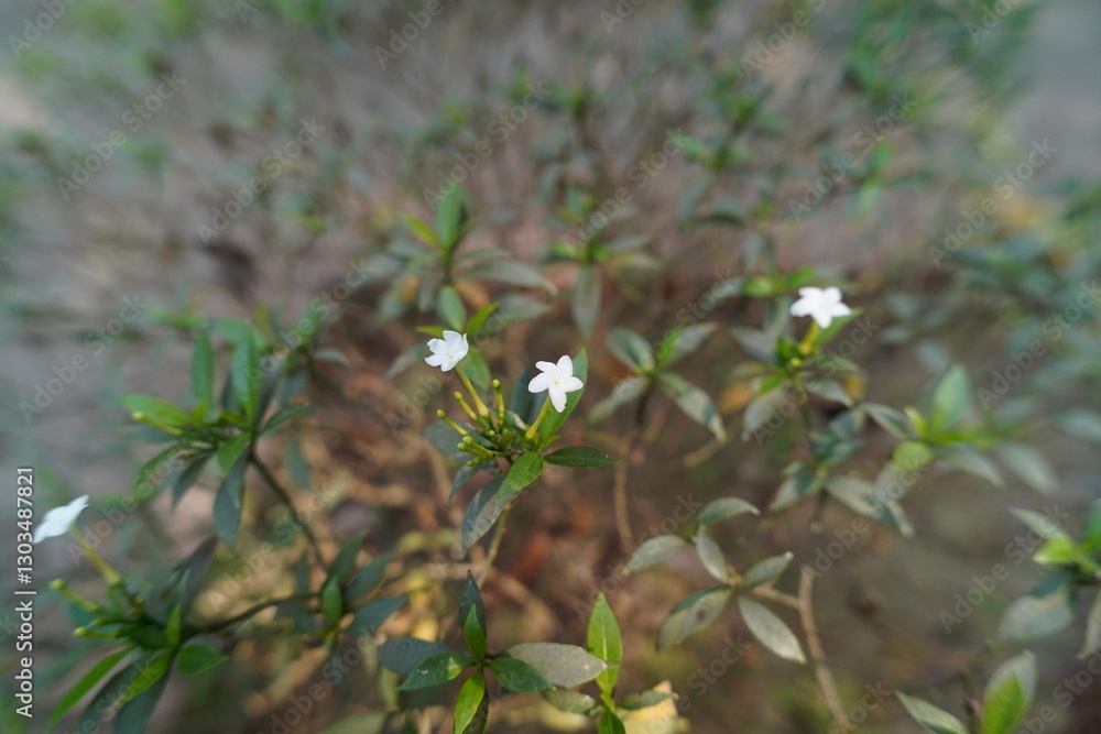 Obraz premium wild flowers in spring