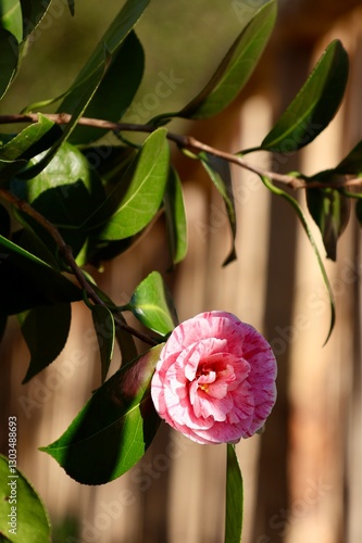 Japanese camellia