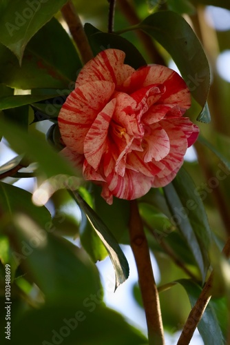 Japanese camellia