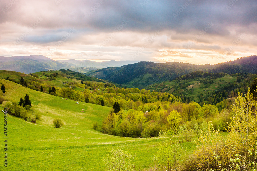 rural area with rolling hills at sunset. cloudy weather. carpathian mountain landscape of ukraine. forest and grassy meadow on the hillside