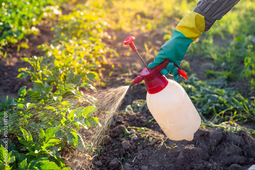 A gardener sprays vegetable plants in his garden with a spray bottle to kill insect pests