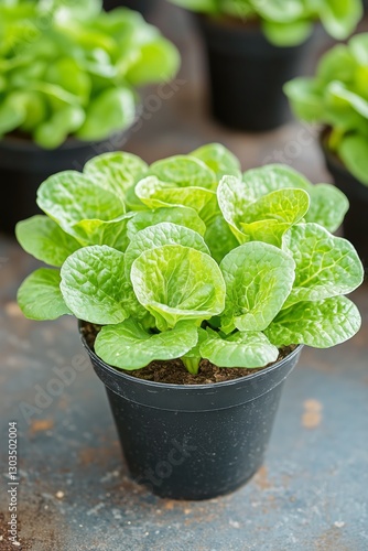 Fresh Green Lettuce Growing in Pots on a Rustic Surface in a Garden Setting