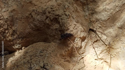 shrew running on the sand. Little rodent. Gray forest rodent. gray shrew runs fast on the sand. forest mouse. Forest animal. Wild animal