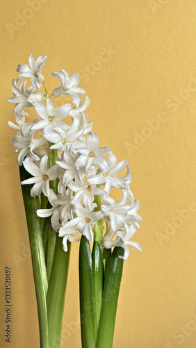 White hyacinth flowers with green stems against a yellow background, perfect for spring or floral-themed designs