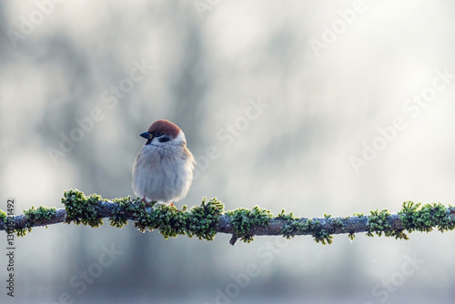 one sparrow bird sitting on a frost covered branch in winter garden in