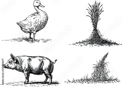arm scene with duck, hay, and pig, vintage engraving illustration