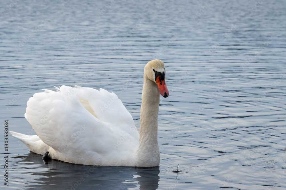 Fototapeta premium White swan in a pond, Lipno, Czechia