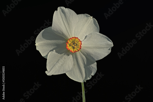 White narcissus, spring flower, isolated on black background