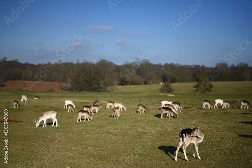 Deer running free in the english countryside estate