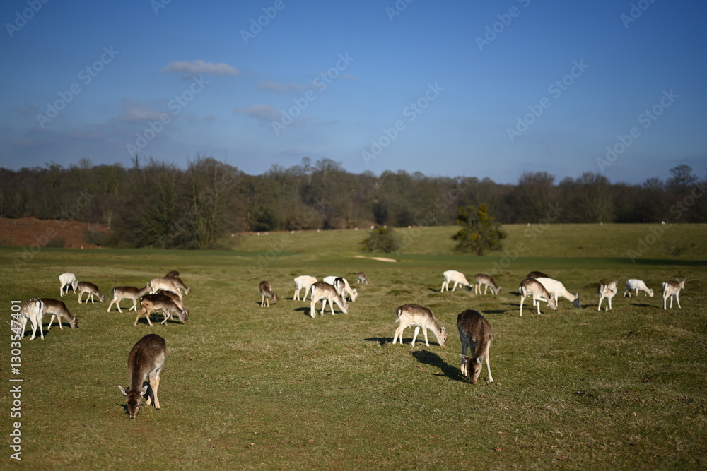 Deer running free in the english countryside estate Deer running free in the english countryside estate