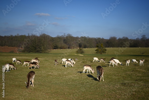 Deer running free in the english countryside estate