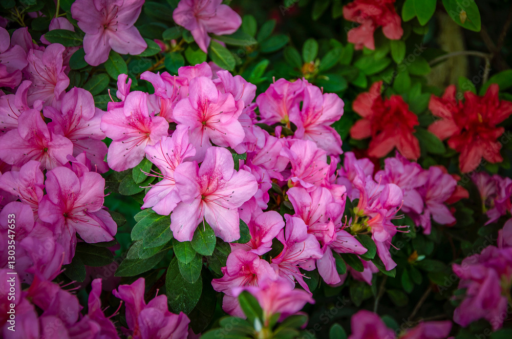 Pink azalea close-up blooming in the city botanical garden. Pink azalea close-up blooming in the city botanical garden.