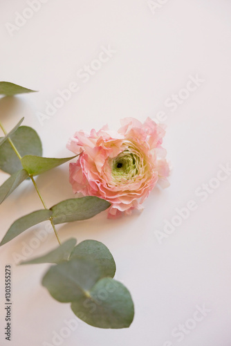 Pink ranunculus and eucalyptus