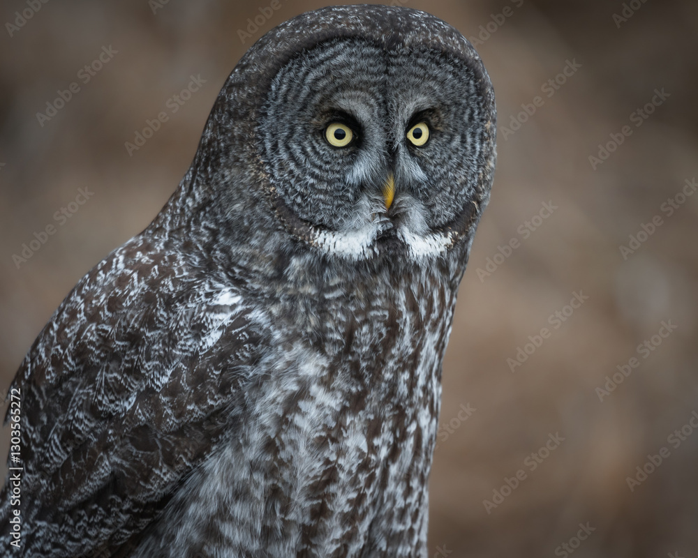 Obraz premium A close up portrait of a great gray owl looking ahead.