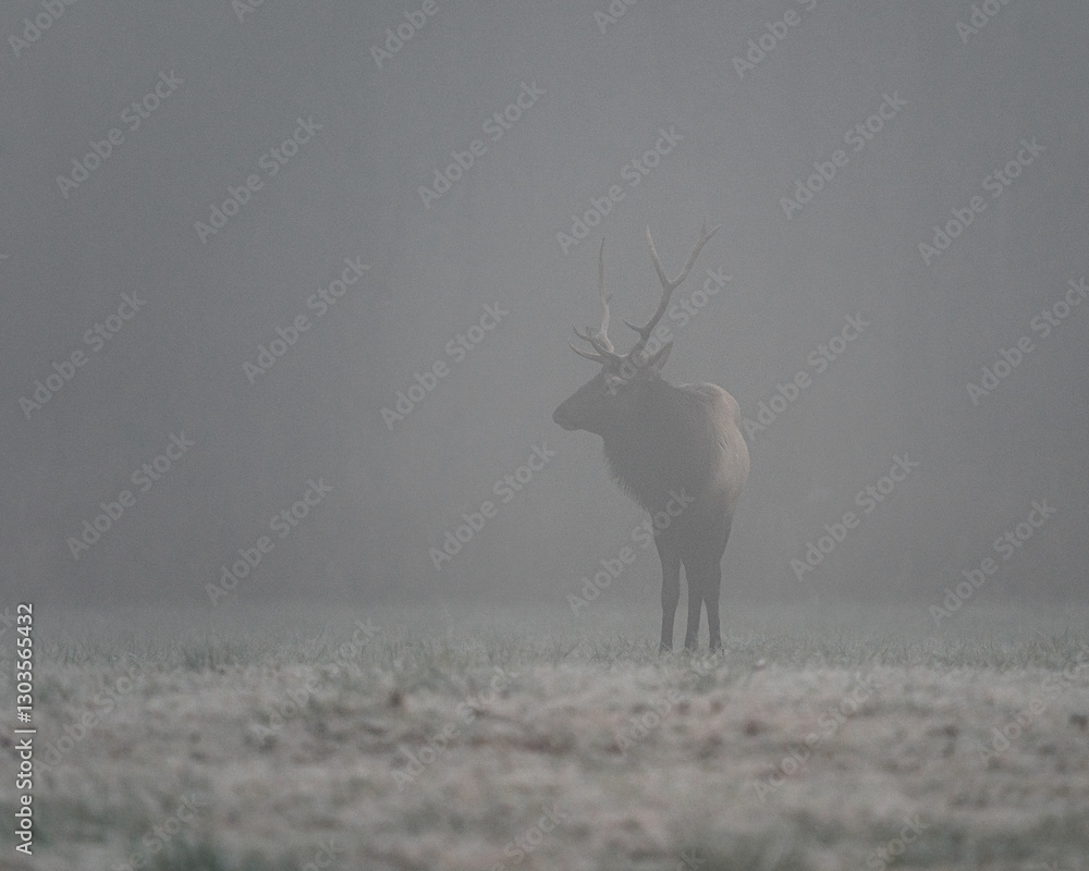 Fototapeta premium A bull elk standing on a foggy morning. 
