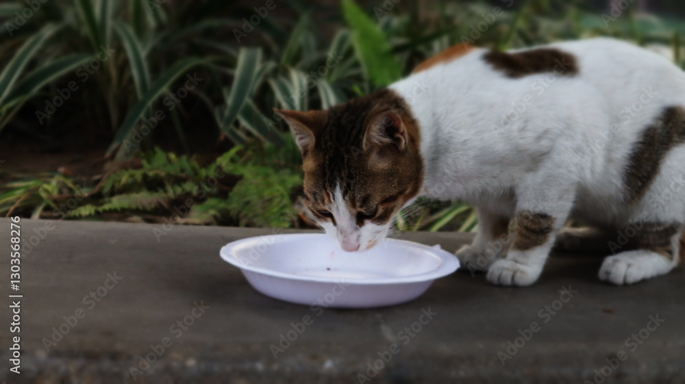 cat drinking water cat drinking water