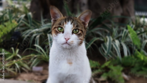 Wallpaper Mural cat in the garden Torontodigital.ca