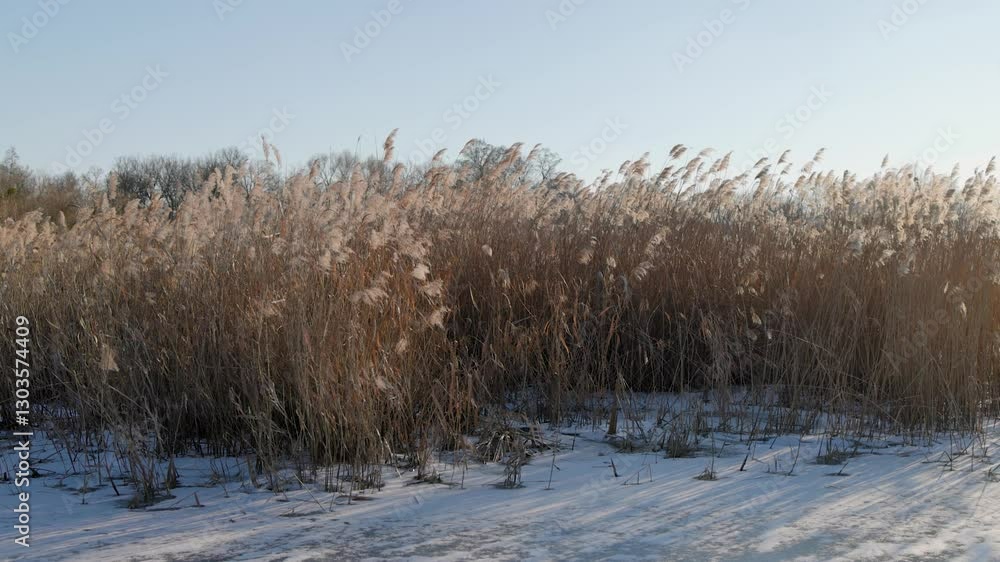 Tall, golden reeds sway gently in the winter breeze, their feathery tops illuminated by soft sunlight. Patches of snow and ice cover the ground, creating a serene contrast between warm and cold tones. Tall, golden reeds sway gently in the winter breeze, their feathery tops illuminated by soft sunlight. Patches of snow and ice cover the ground, creating a serene contrast between warm and cold tones.