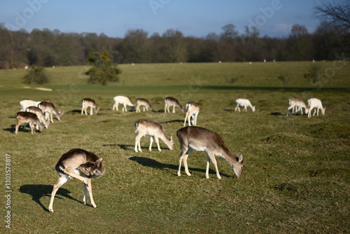 beautiful young deer grazing