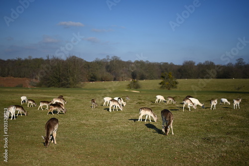 beautiful young fallow deer grazing