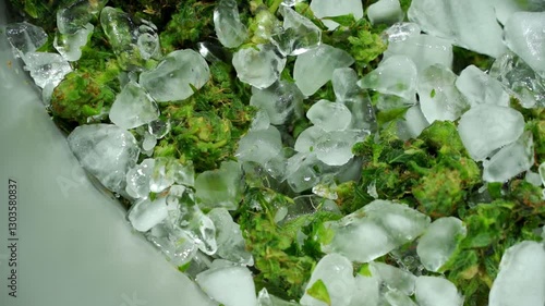 Rinsed Cannabis Flower Being Processed Into Ice Water Hash