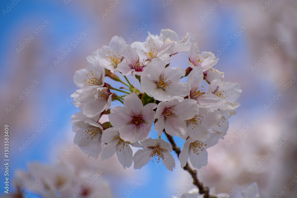 Obraz premium Close Up Cherry Blossom