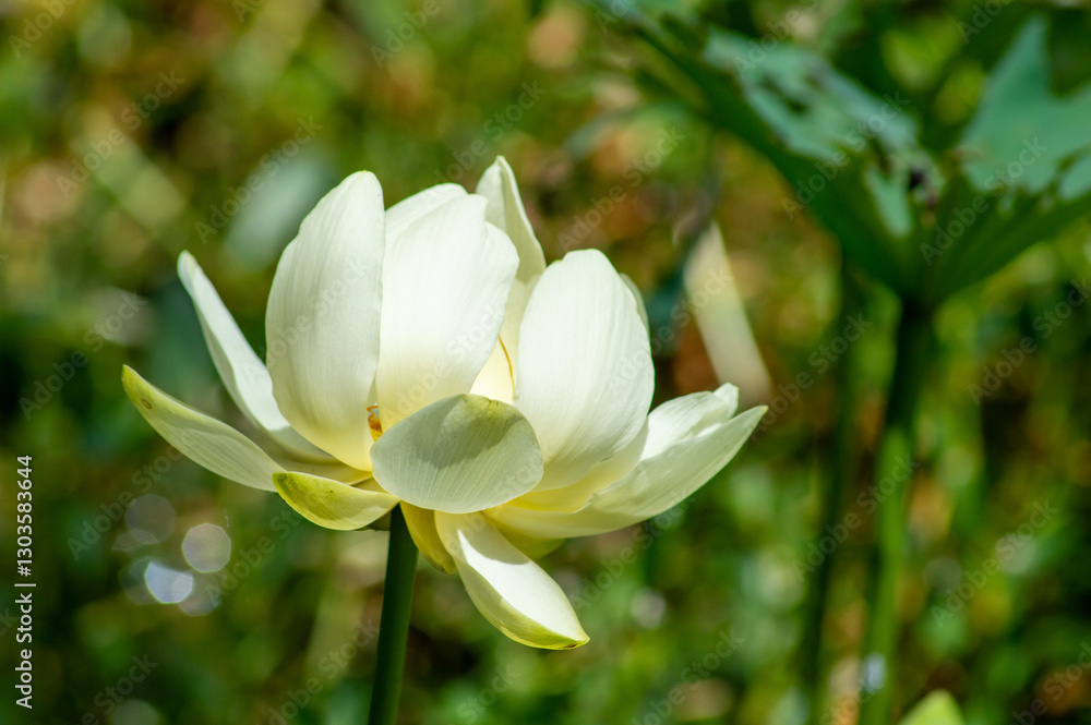 White Water Lily White Water Lily