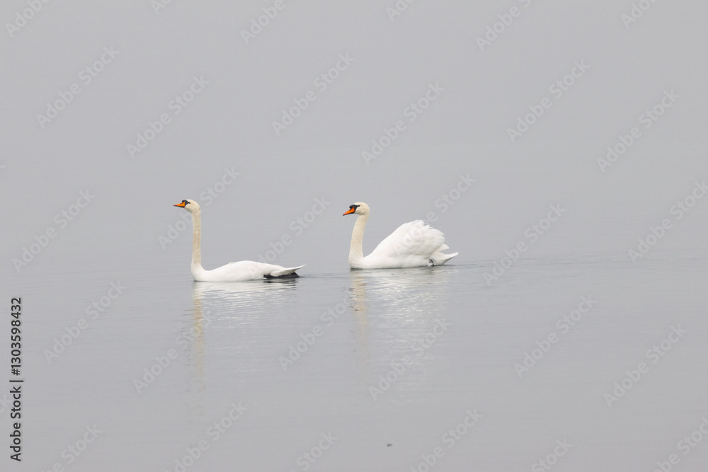 Two elegant swans glide peacefully across the calm water, surrounded by a soft, misty atmosphere. Two elegant swans glide peacefully across the calm water, surrounded by a soft, misty atmosphere.