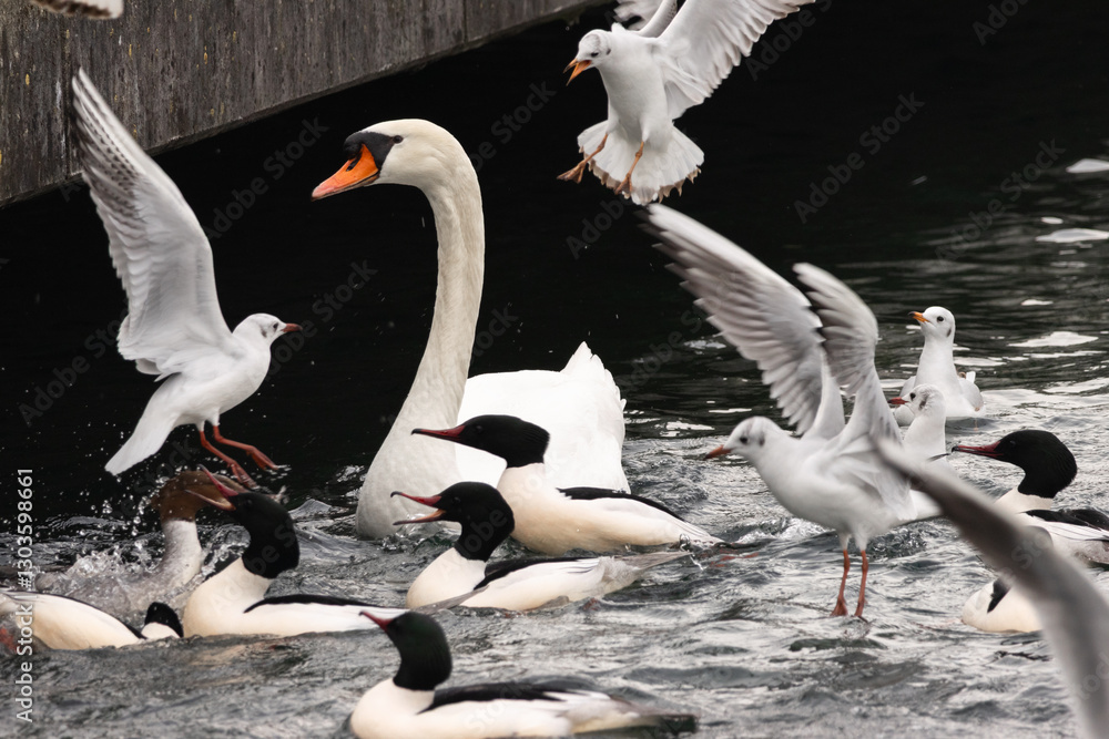 Obraz premium Feathered Frenzy: A Wild Dance on the Water