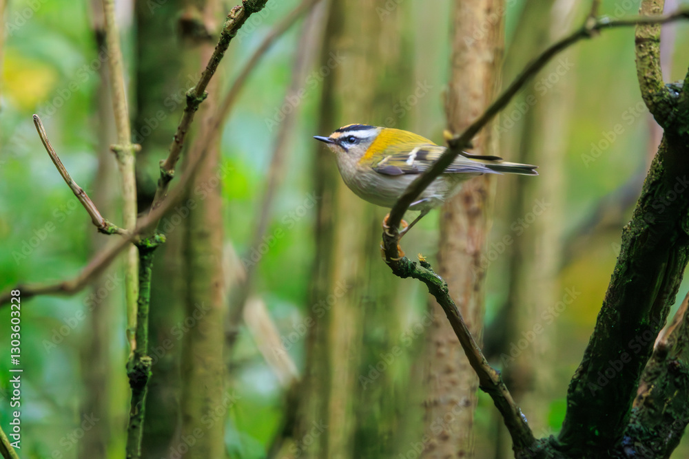 Naklejka premium Birdwatching in Veluwe National Park reveals a Common firecrest perched among branches during a tranquil morning