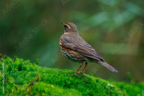 Tableau sur toile Birdwatching in Veluwe, Netherlands showcases a beautiful redwing perched on mos