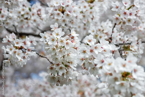 Photography Cherry blossoms in full bloom in spring. Toronto, Canada.