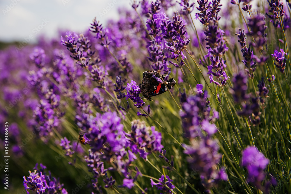Obraz premium Butterfly on lavender flowers in a lavender field. Ontario, Canada.