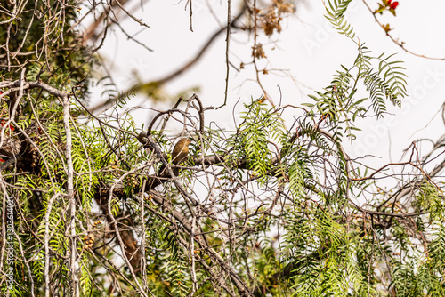 Phylloscopus canariensis pertenece a la familia Phylloscopidae. photo