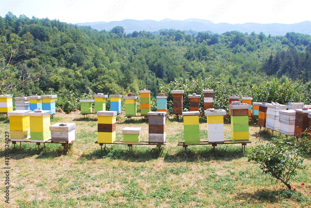 Colorful wooden beehives arranged in a rural apiary, surrounded by lush greenery and forested hills under a bright sky, creating a peaceful and natural beekeeping environment Colorful wooden beehives arranged in a rural apiary, surrounded by lush greenery and forested hills under a bright sky, creating a peaceful and natural beekeeping environment