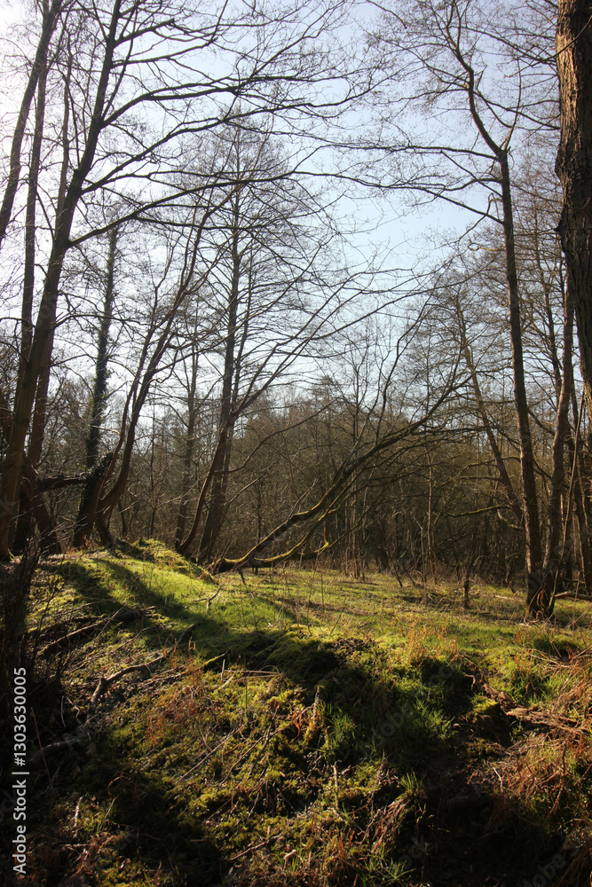 Queens Hill Costessey Norwich, United Kingdom, March 2, 2025. Views from Queens Hill Forest Queens Hill Costessey Norwich, United Kingdom, March 2, 2025. Views from Queens Hill Forest