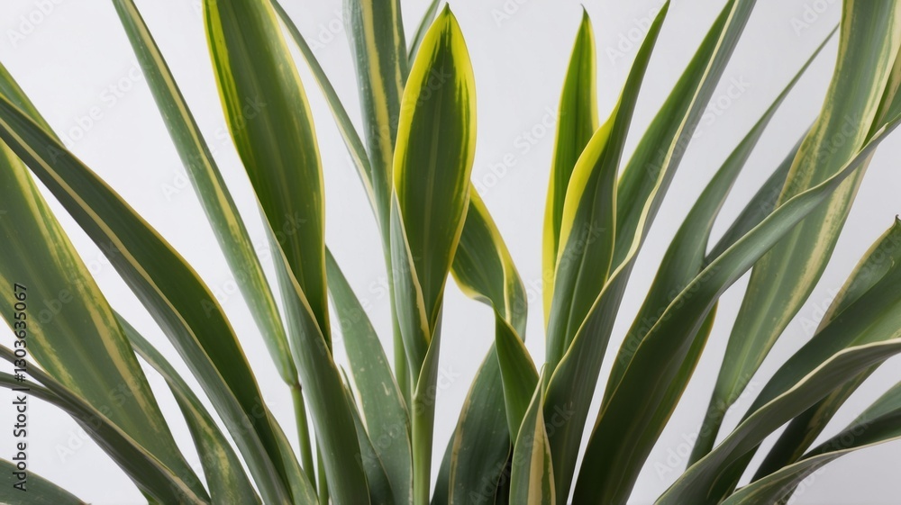 Obraz premium Close-up of vibrant green and yellow variegated leaves of a houseplant