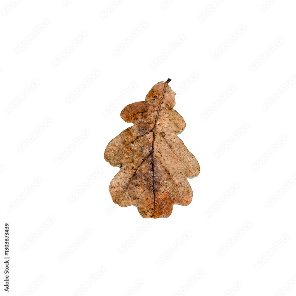 Autumn dry oak leaf isolated on transparent background Autumn dry oak leaf isolated on transparent background