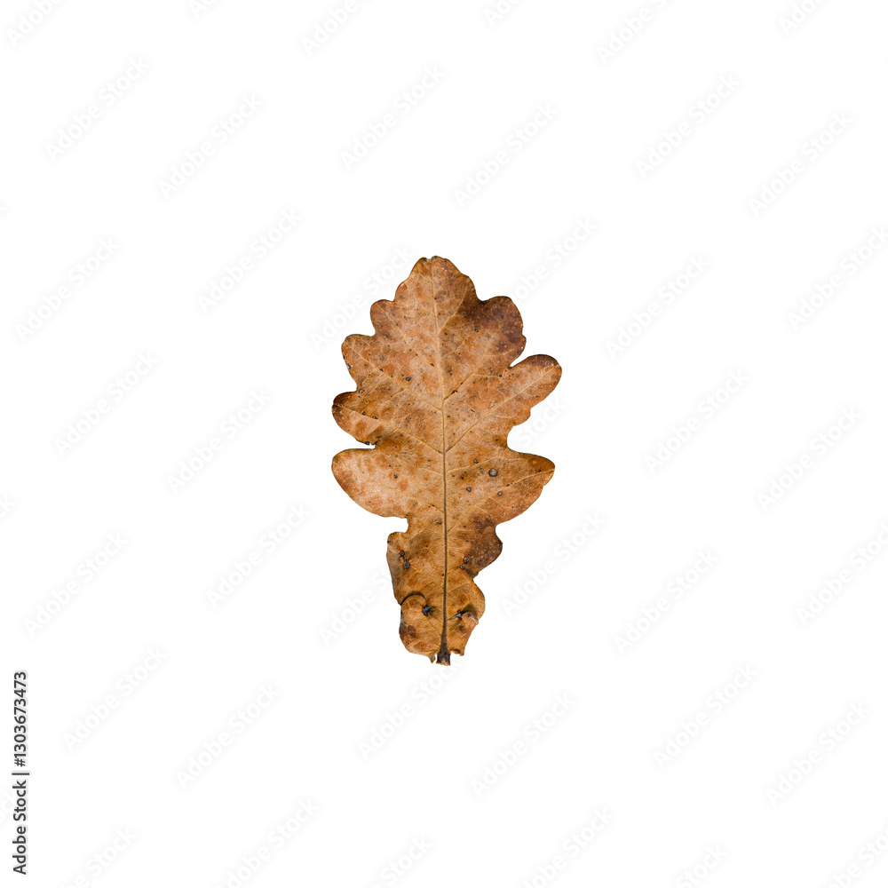 Fototapeta premium Autumn oak leaf Dry isolated on transparent background