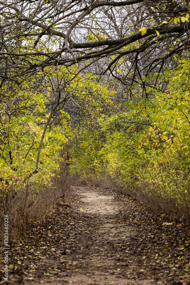 Path through trees on island in Moline Path through trees on island in Moline