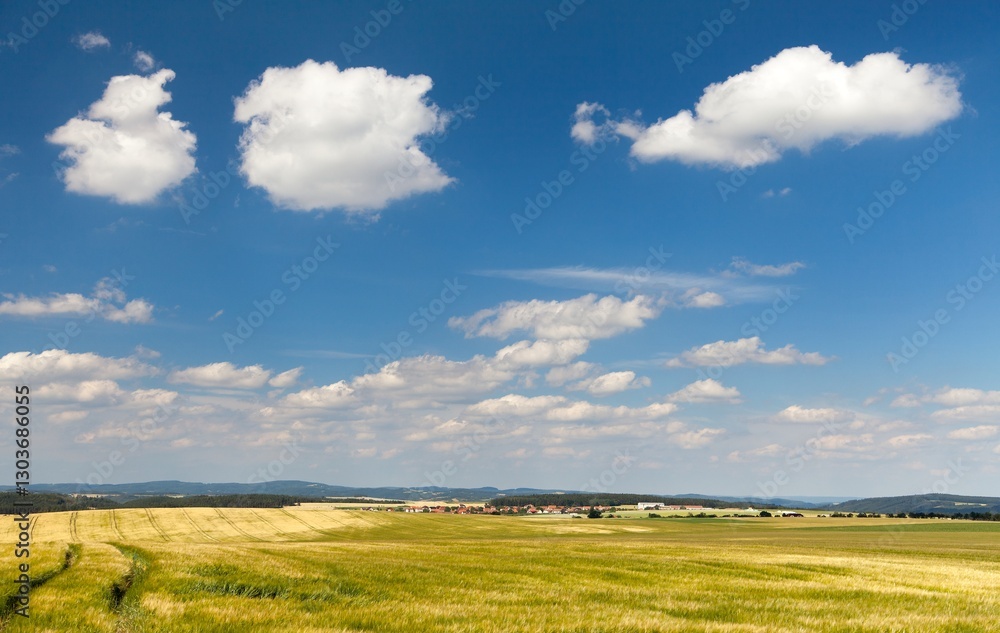 field of barley and beautiful sky with white clouds field of barley and beautiful sky with white clouds