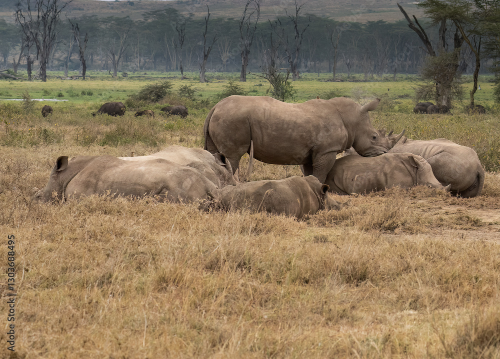 Fototapeta premium Group of rhinos resting on the dry ground, surrounded by distant buffalo