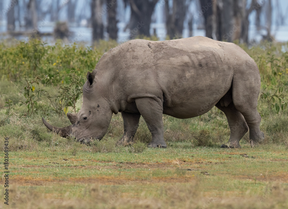 Naklejka premium White rhino grazing in grassland, its rugged hide covered in mud 