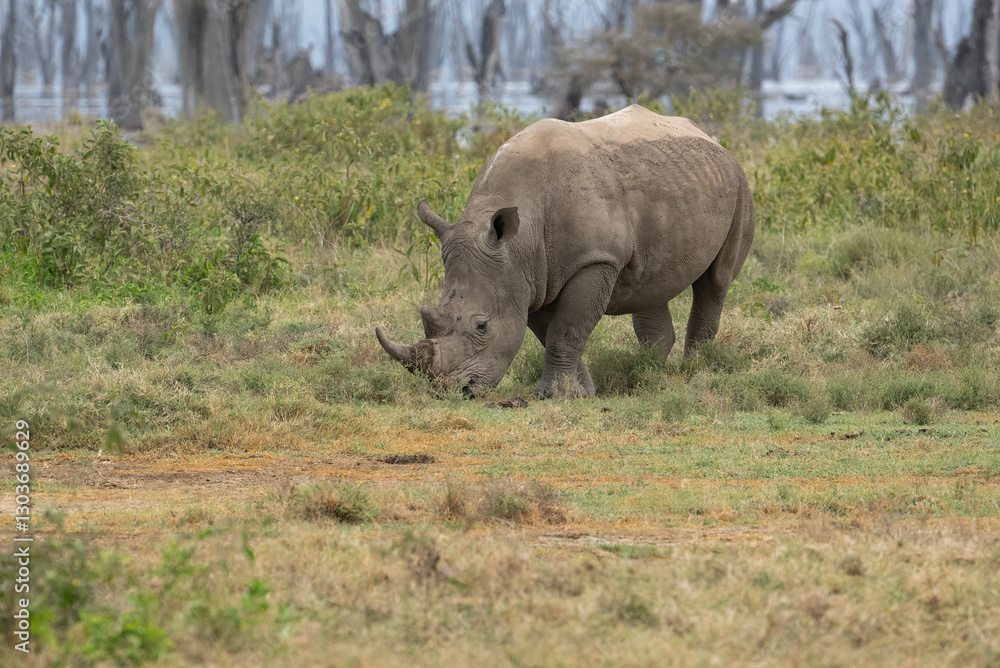 White rhino grazing in grassland, its rugged hide covered in mud White rhino grazing in grassland, its rugged hide covered in mud