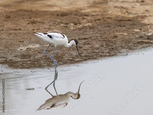 Pied avocet foraging in the water, its distinctive upturned bill creating a reflection photo