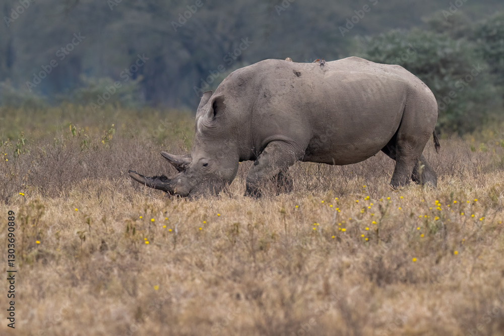 White rhino grazing in dry grassland, its rugged hide covered in mud with an oxpecker perched on its back White rhino grazing in dry grassland, its rugged hide covered in mud with an oxpecker perched on its back