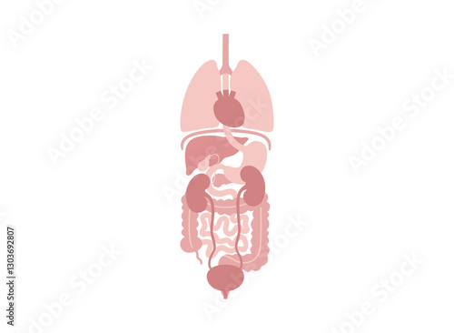 Human internal organs