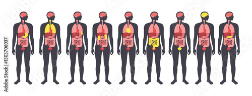 Human internal organs