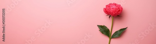Romantic Pink Peony Flower on Warm Pink Background for Elegant Floral Aesthetics